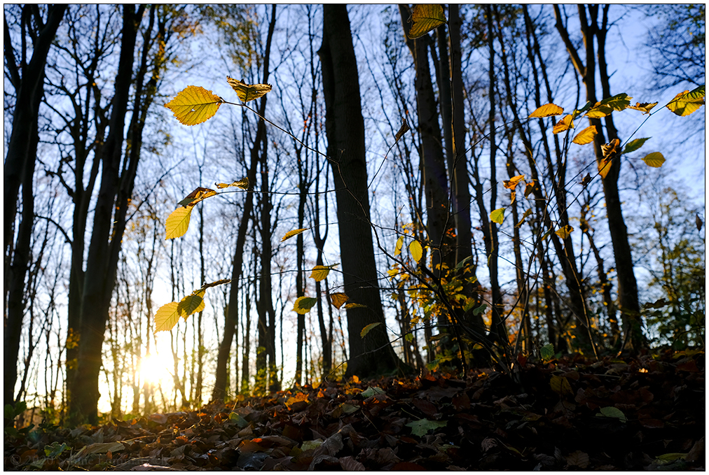 601 Herbstsonnig