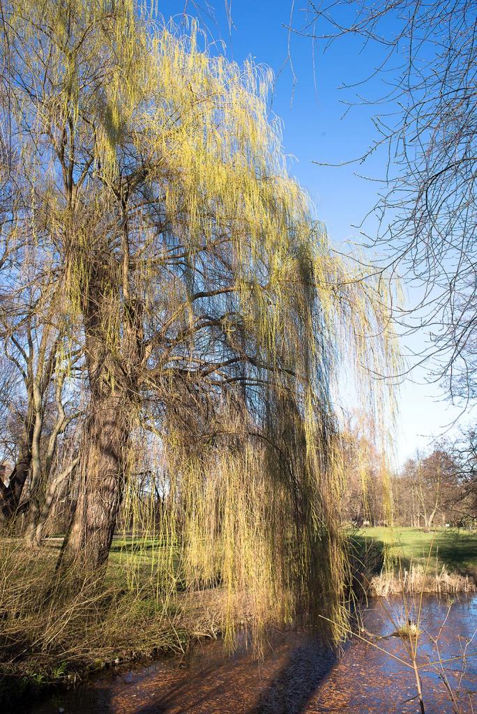 6101845 Im Schlosspark Berlin