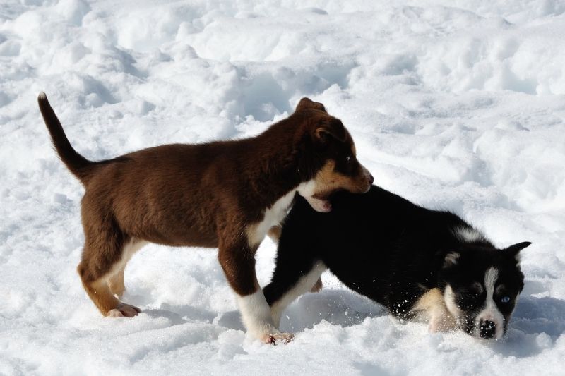7 Wochen alte Puppies