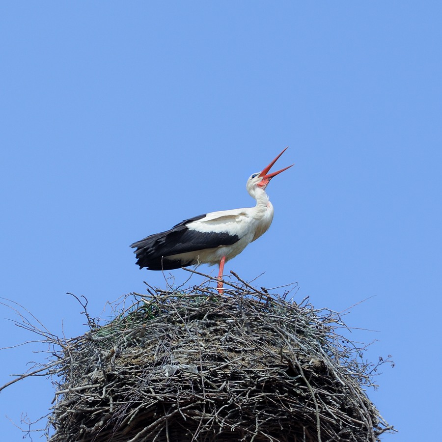 700 2564f: Usedom 05/2013