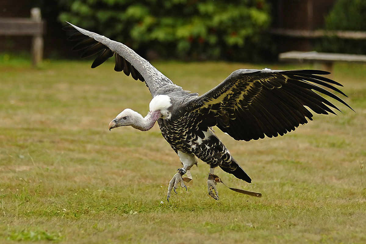7008837KAxl