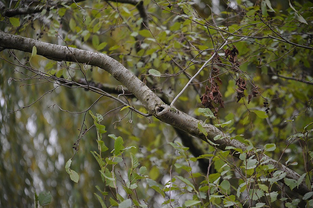 7009290Sxl
D700 an SIGMA 100-300 F4 HSM EX DG mit SIGMA TK APO EX 1.4x