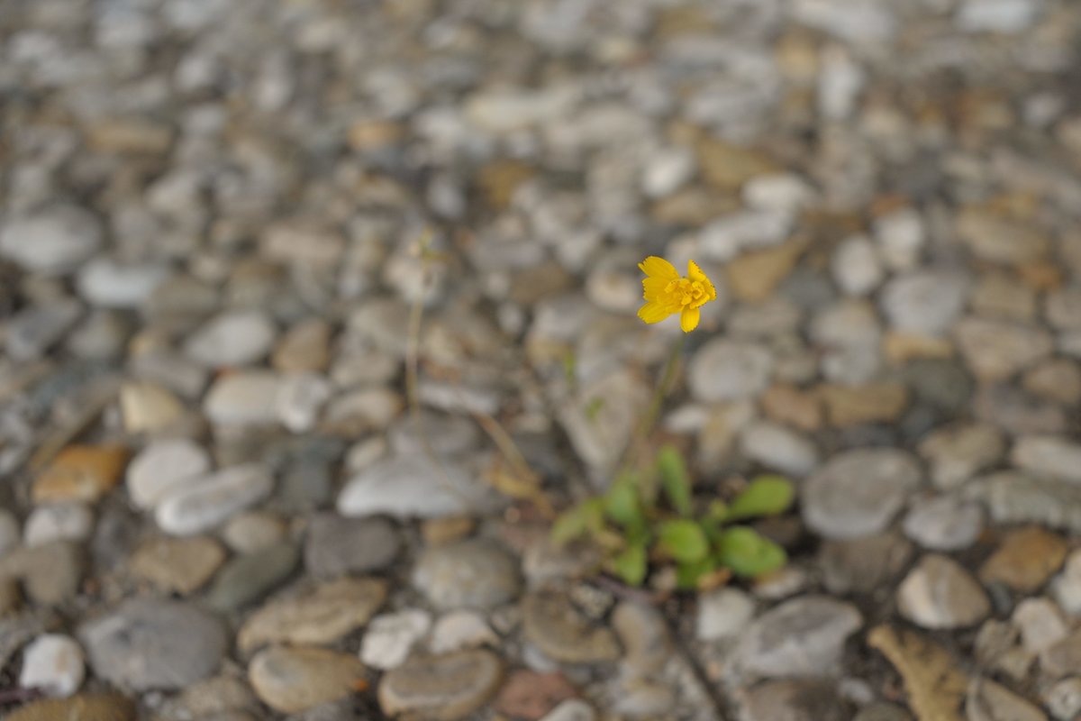 700_2743.jpg