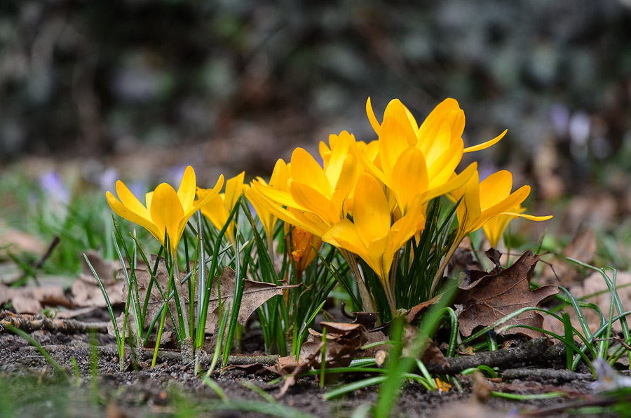 70mm, 1/500, f/4.5, ISO 200