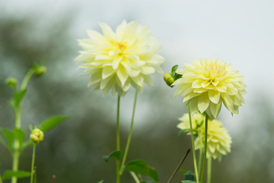 71900blumendahlien