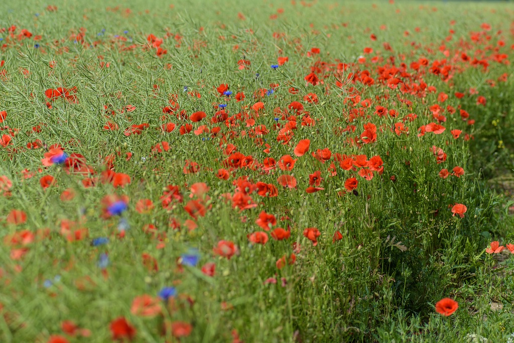 720 0612
Rapsfeld mit Blumen