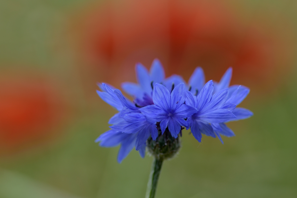 720 0617
Kornblume