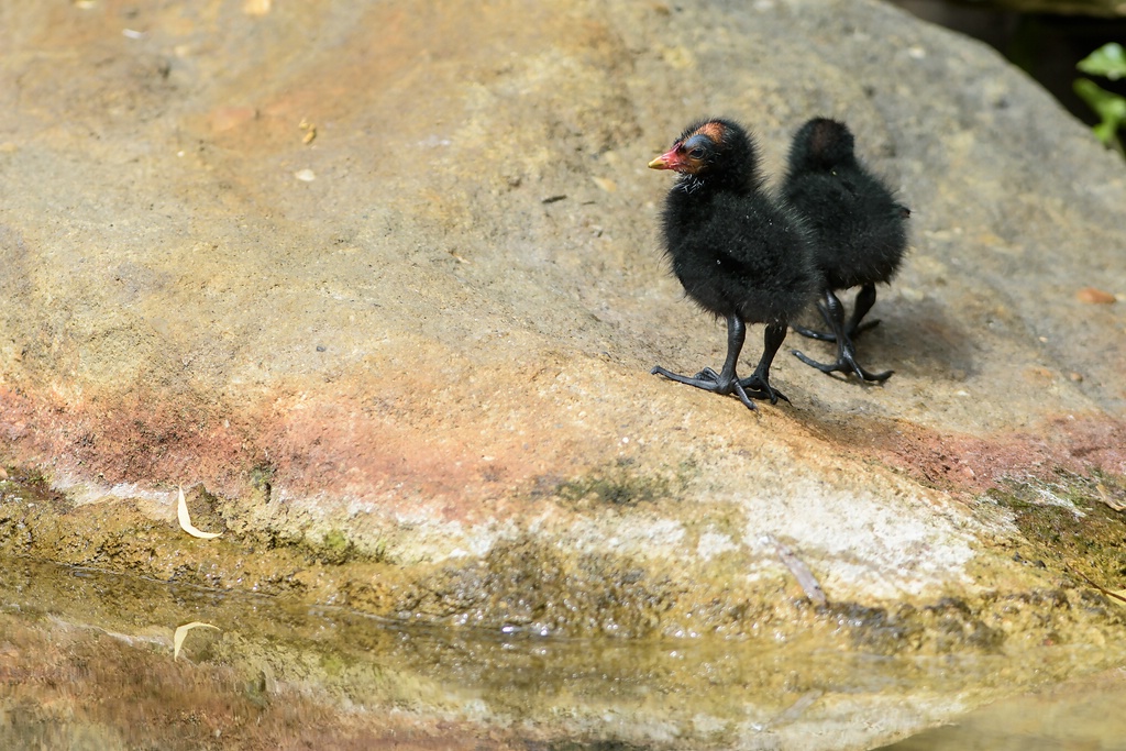 720 0825
Teichhuhn