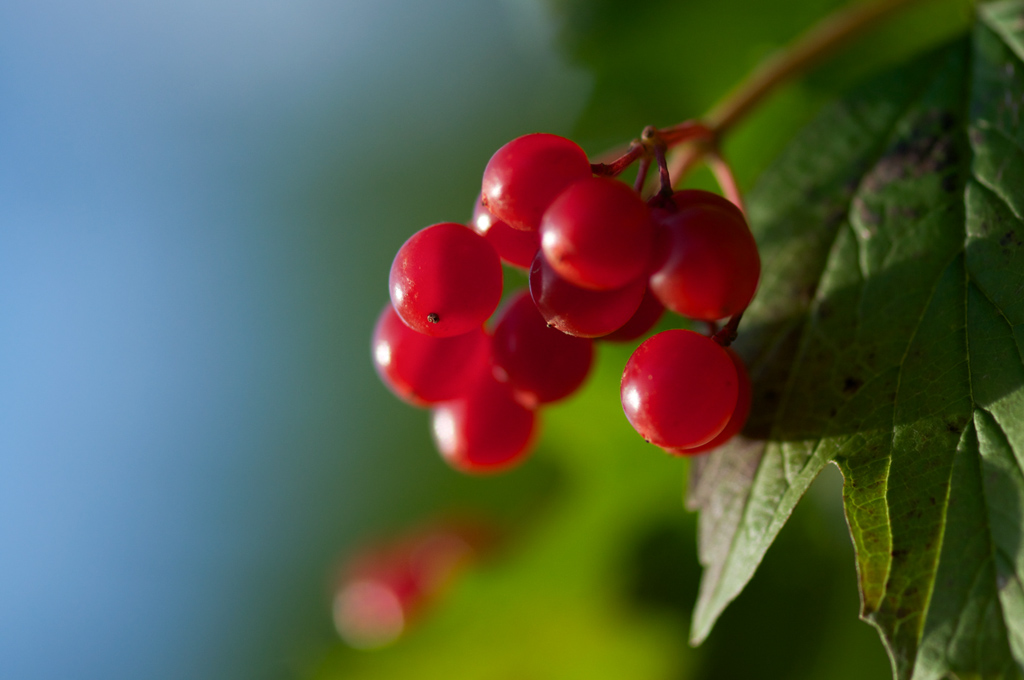 730beeren