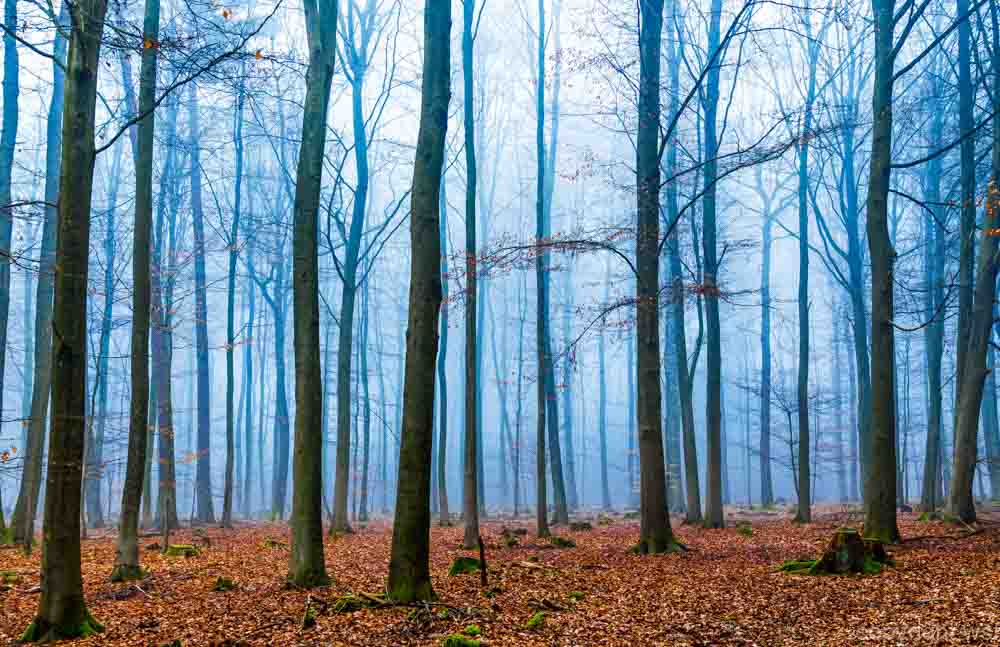 8 Zauberwald 4