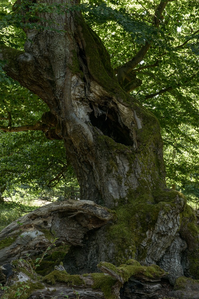 800 8718
Buche im Hudewald
