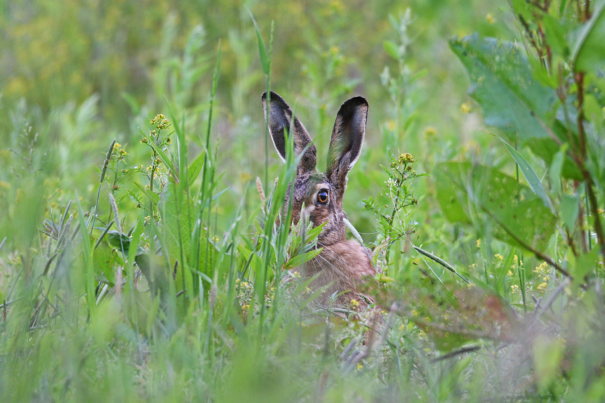 810 9620at7l10fks30p1f