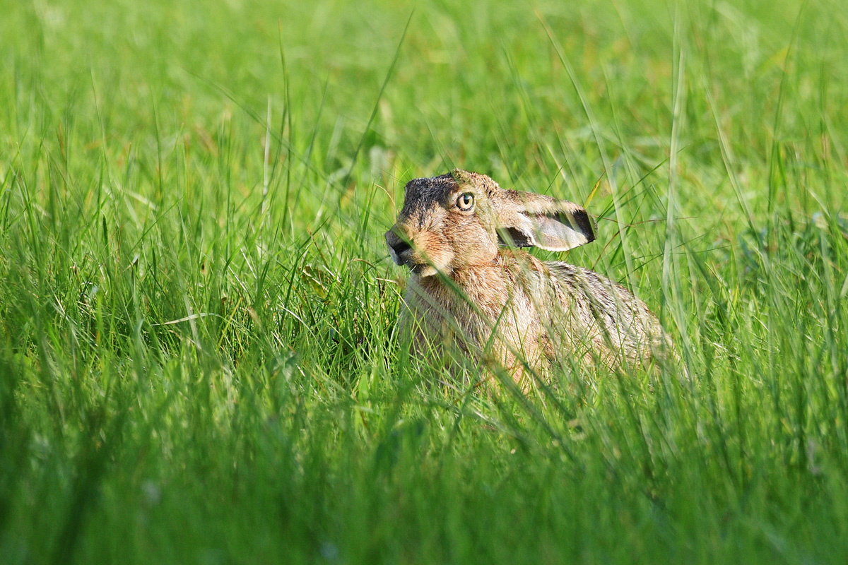 811 0603at5l5fks25p1f
