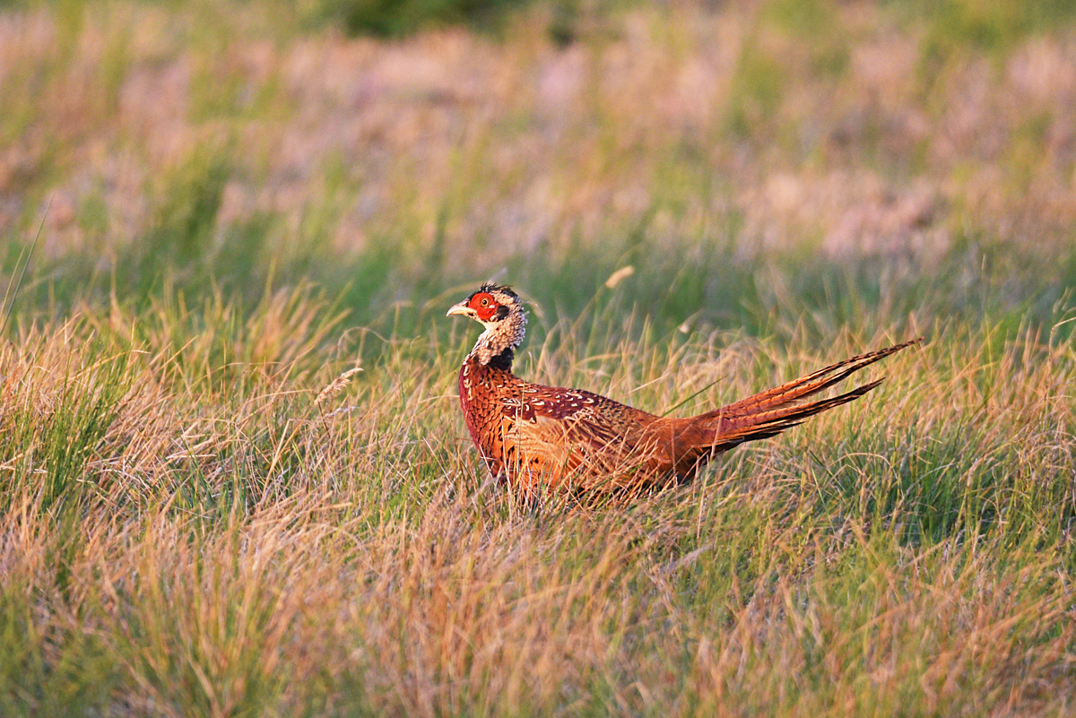 811_4675at0l10fkft3fs-3s70p1f.jpg