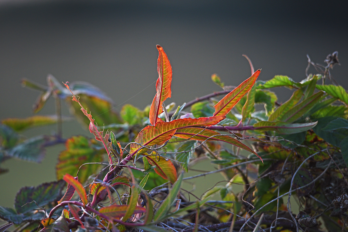 811_4718at15l0fks70p1f.jpg