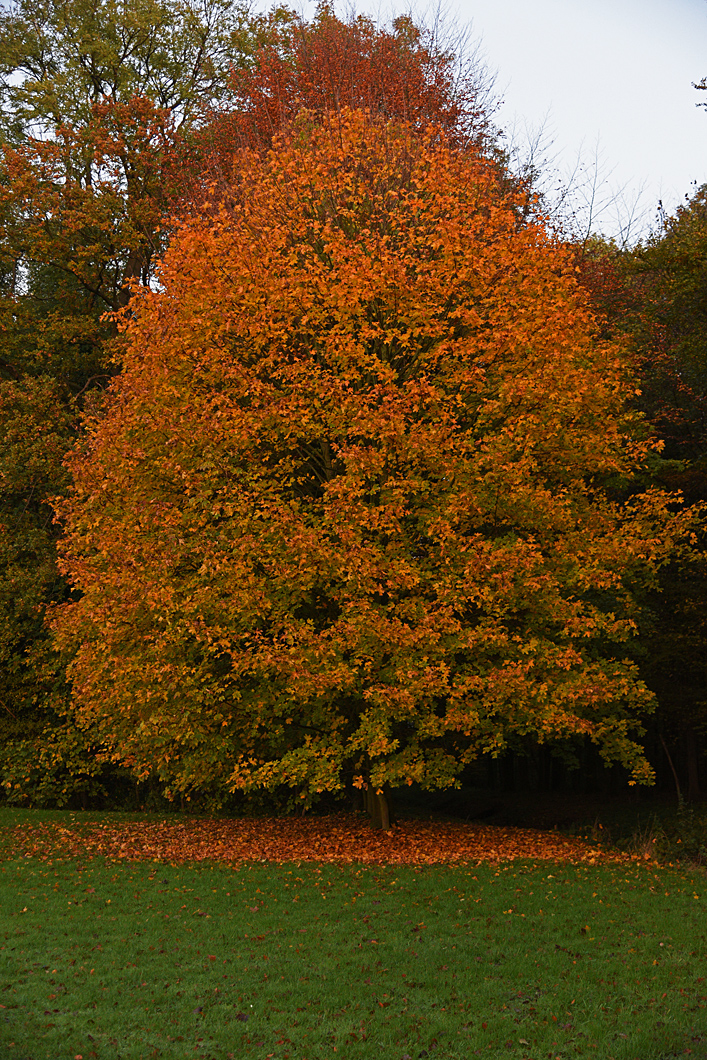 811_4940t5l30fks50p1.jpg
