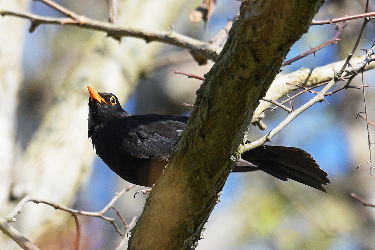811_5586at5l5fks70p1.jpg