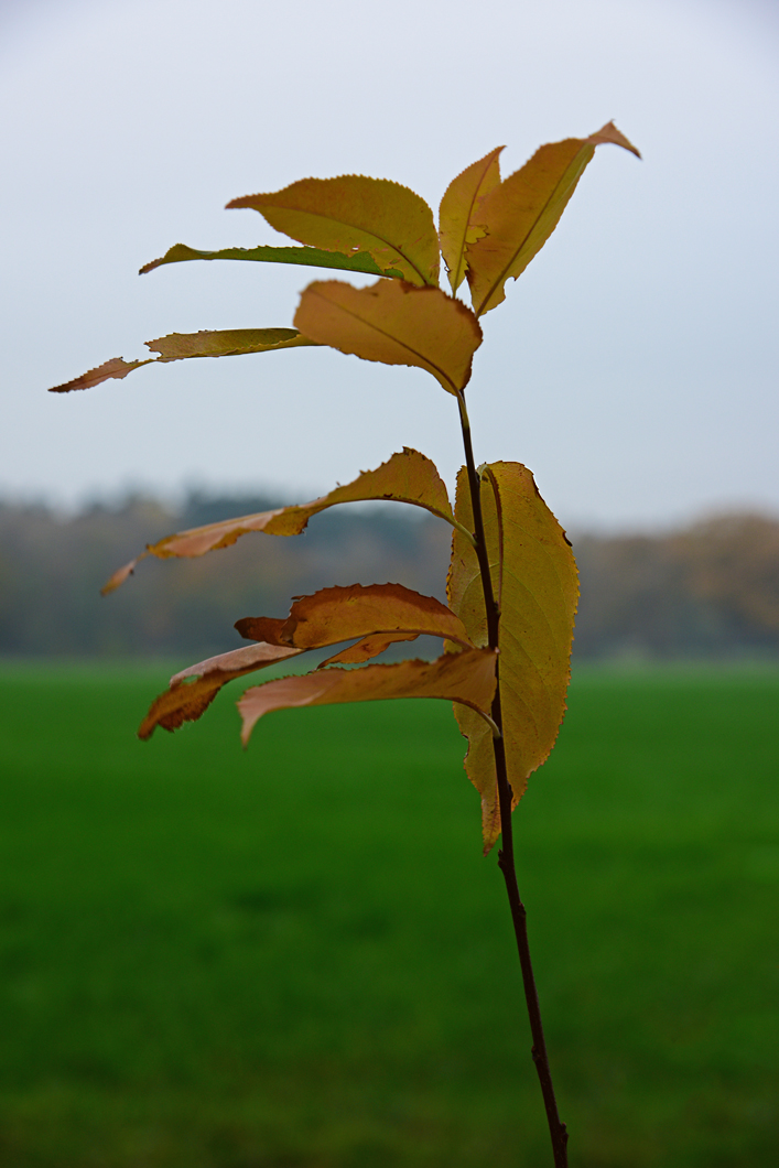 811_8078t10l10s70p1.jpg