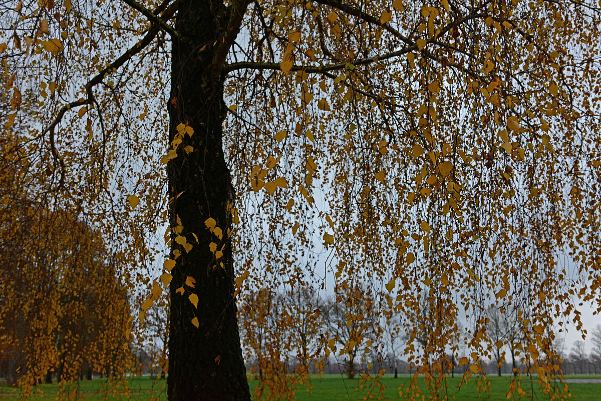 811_8117t20l15s50p1.jpg