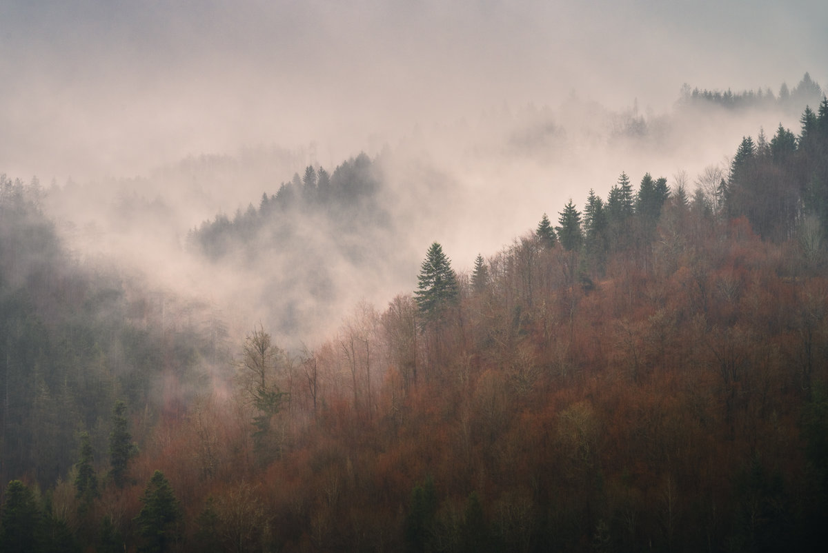 9254 Mountain Mist.jpg