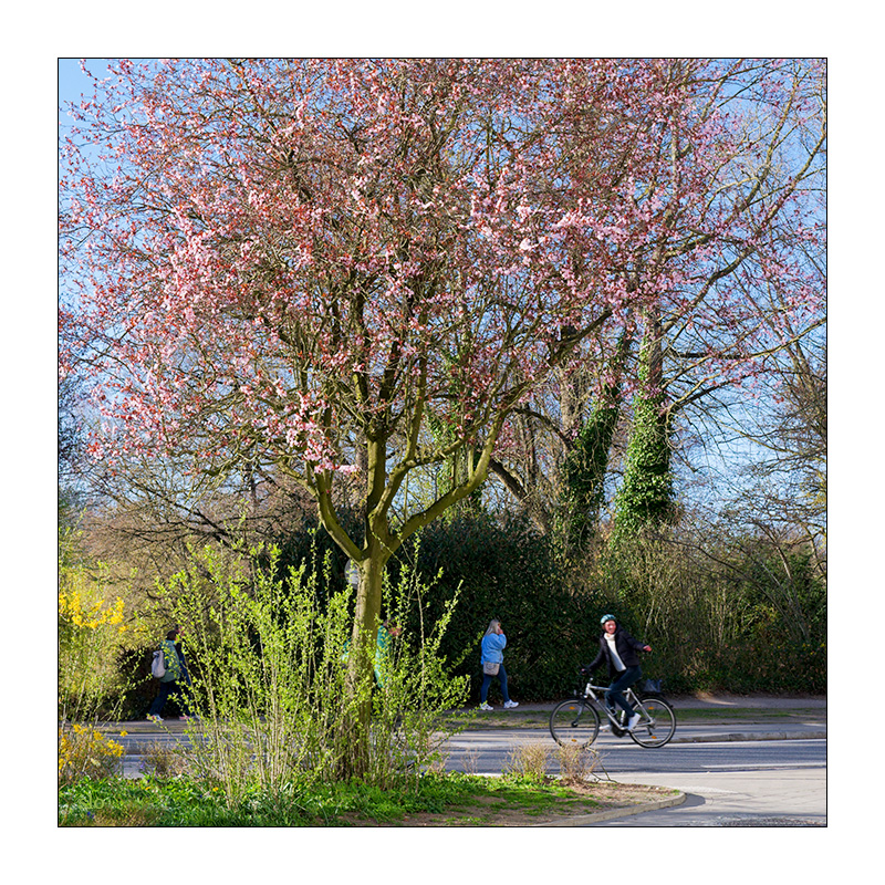 97/365 Barbara Morgenstern – Spring Time © 2026 Sabine Lommatzsch