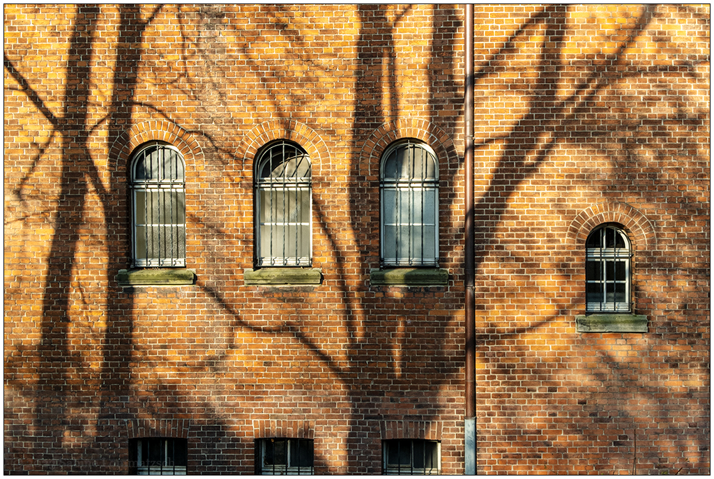 99 Baumschatten I