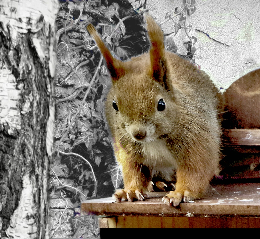 _ Mauerhörnchen.jpg