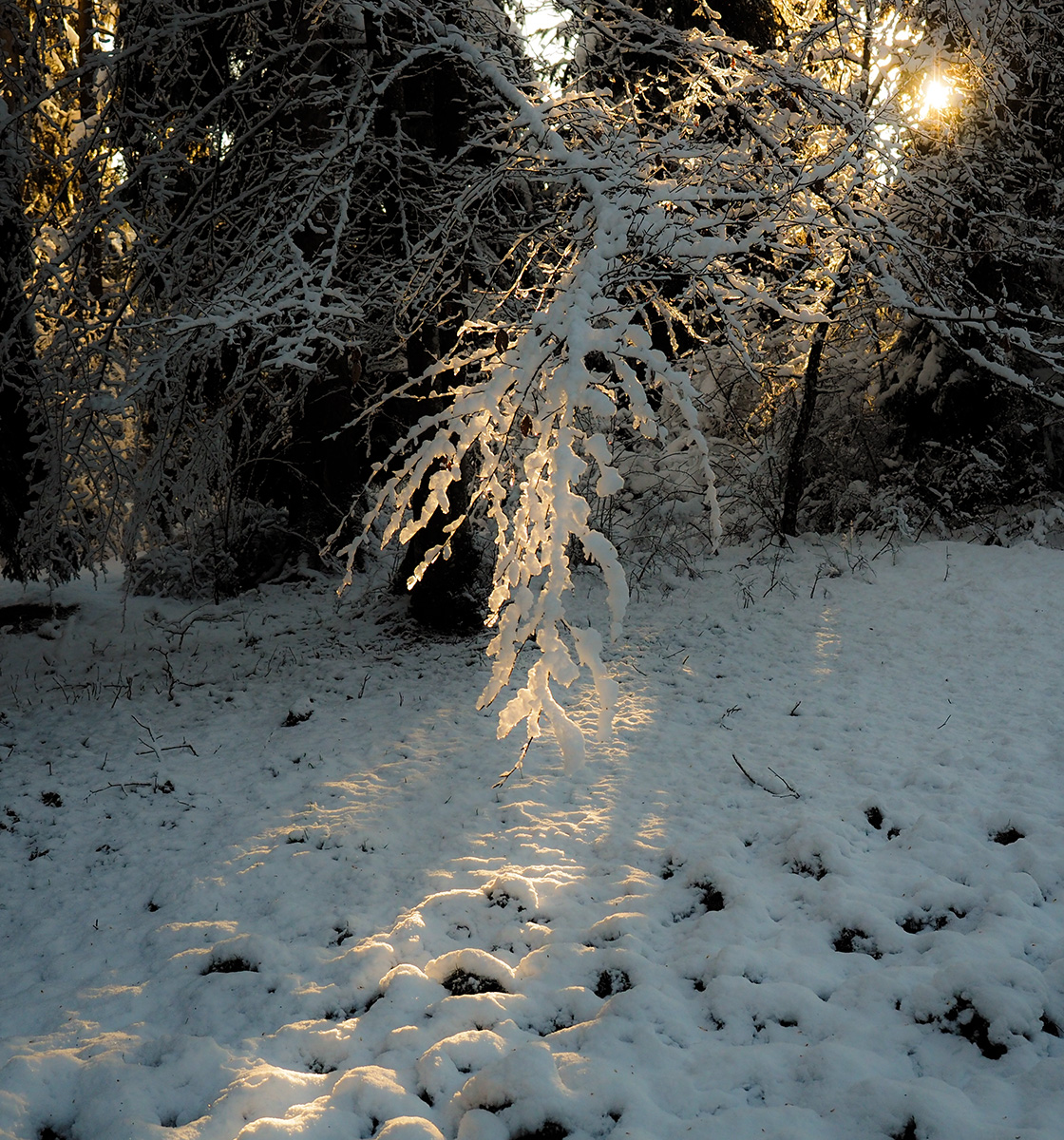 _1180100-Edit.jpg