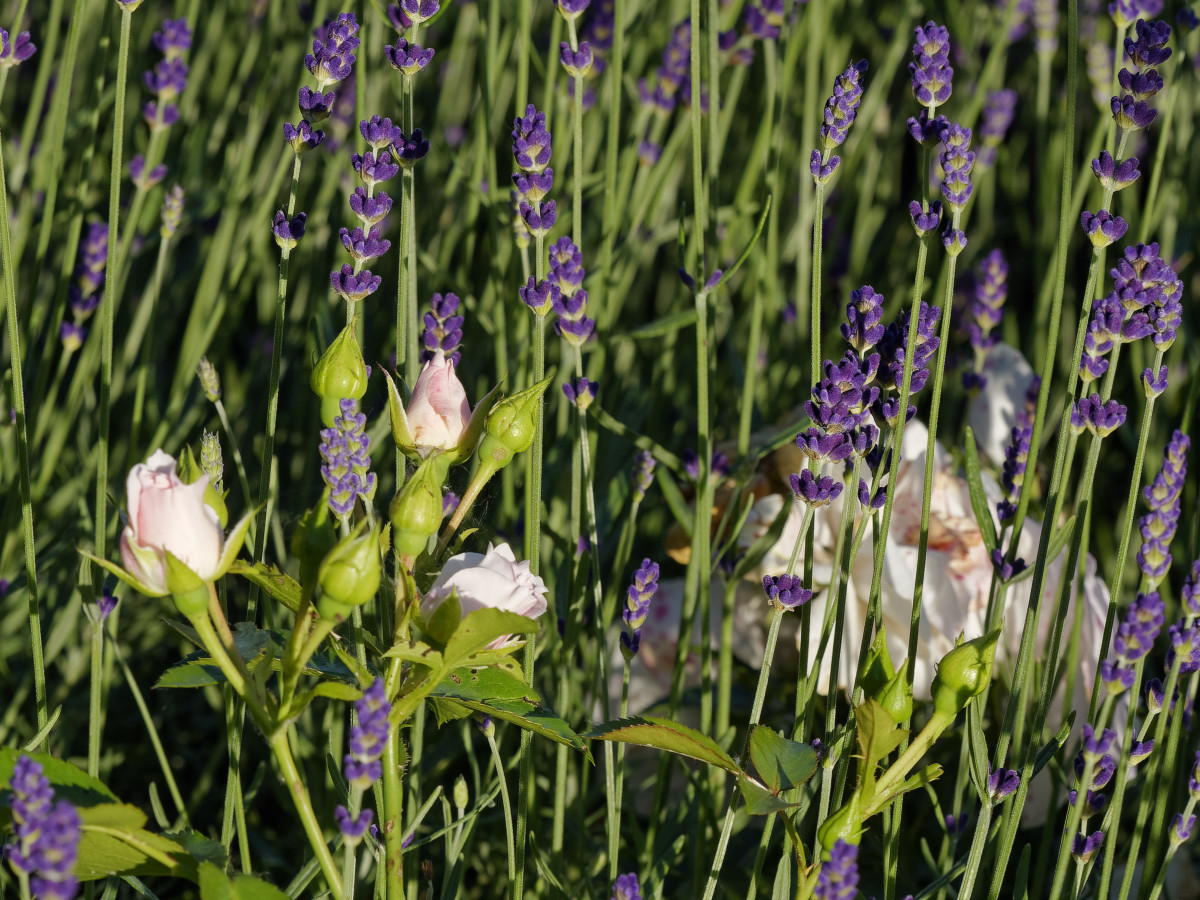 _1180219_DxOAxl.jpg