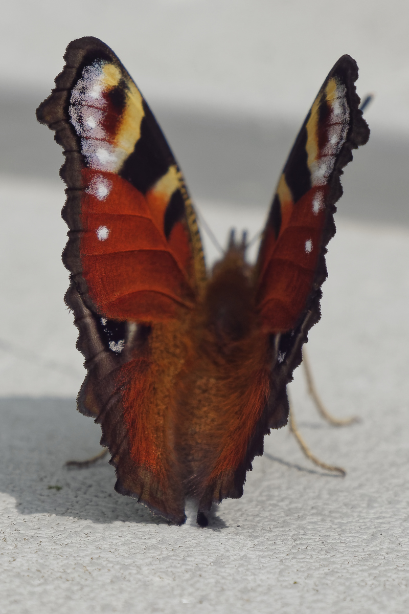_1180530_DxOHAxl.jpg