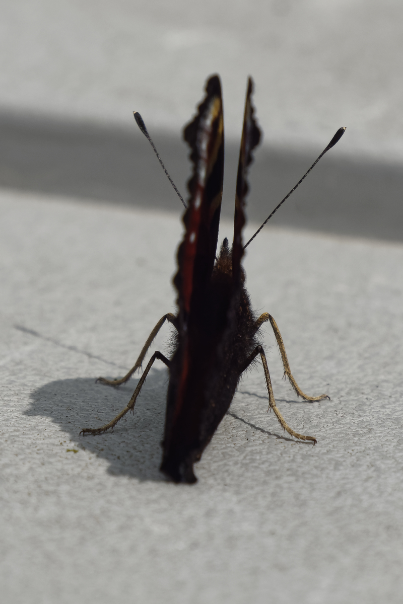 _1180531_DxOHAxl.jpg