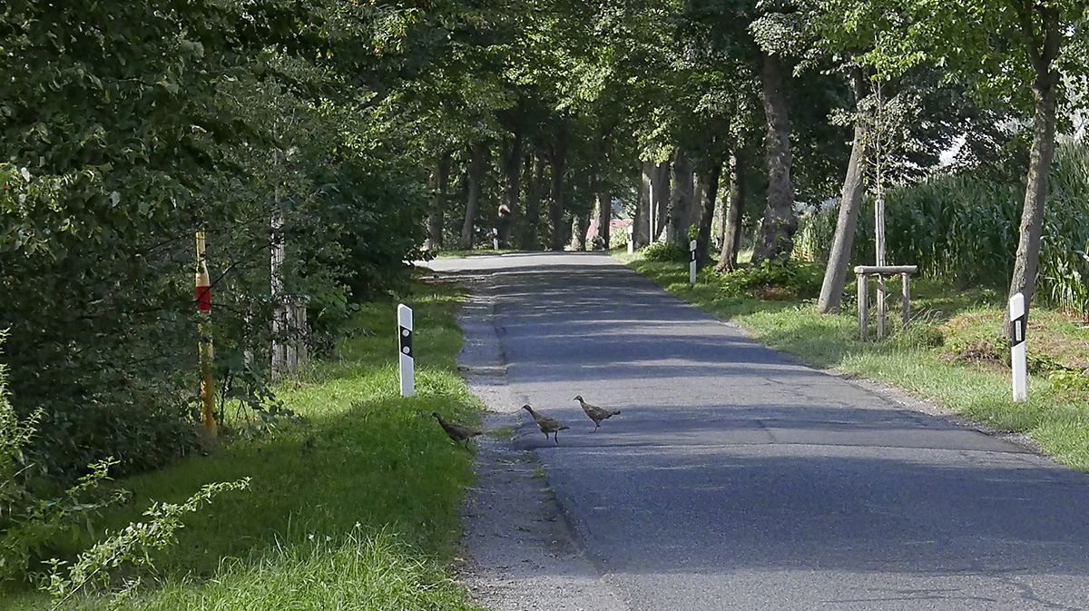 _1220520PAxl.jpg