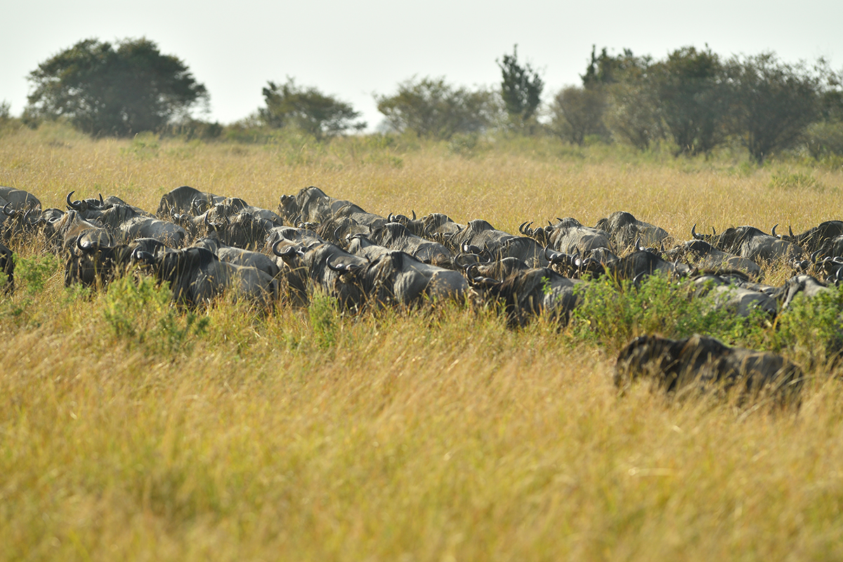 _5RG0025_20180724_081614_2262Masai Mara 2018_3236Masai Mara 20181200.jpg