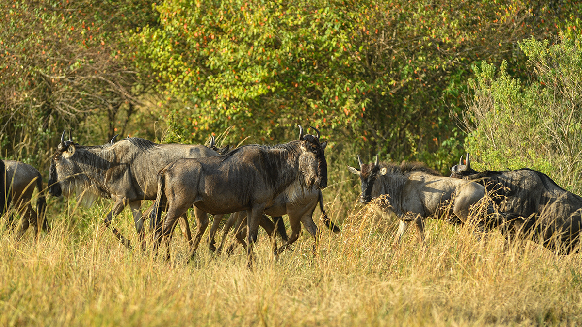 _5RG0030_20180724_081622_2263Masai Mara 2018_3237Masai Mara 2018-1200.jpg