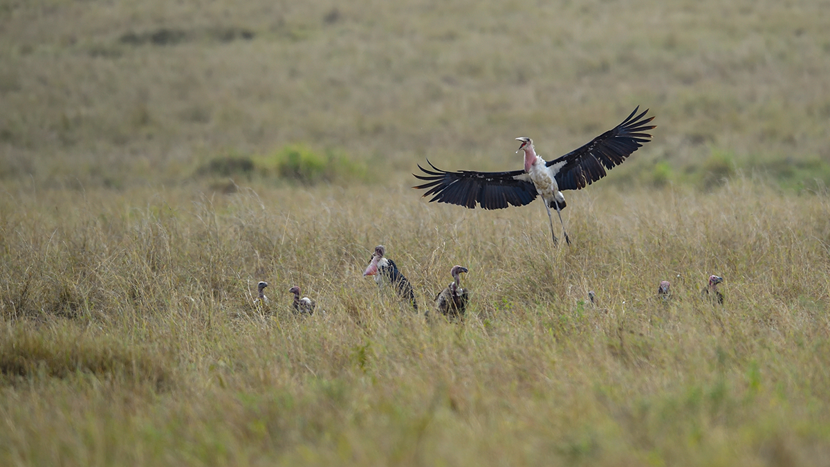_5RG0077_20180728_120806_4453Masai Mara 2018_7161Masai Mara 2018.jpg