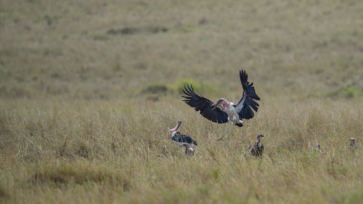 _5RG0085_20180728_120807_4454Masai Mara 2018_7162Masai Mara 2018.jpg