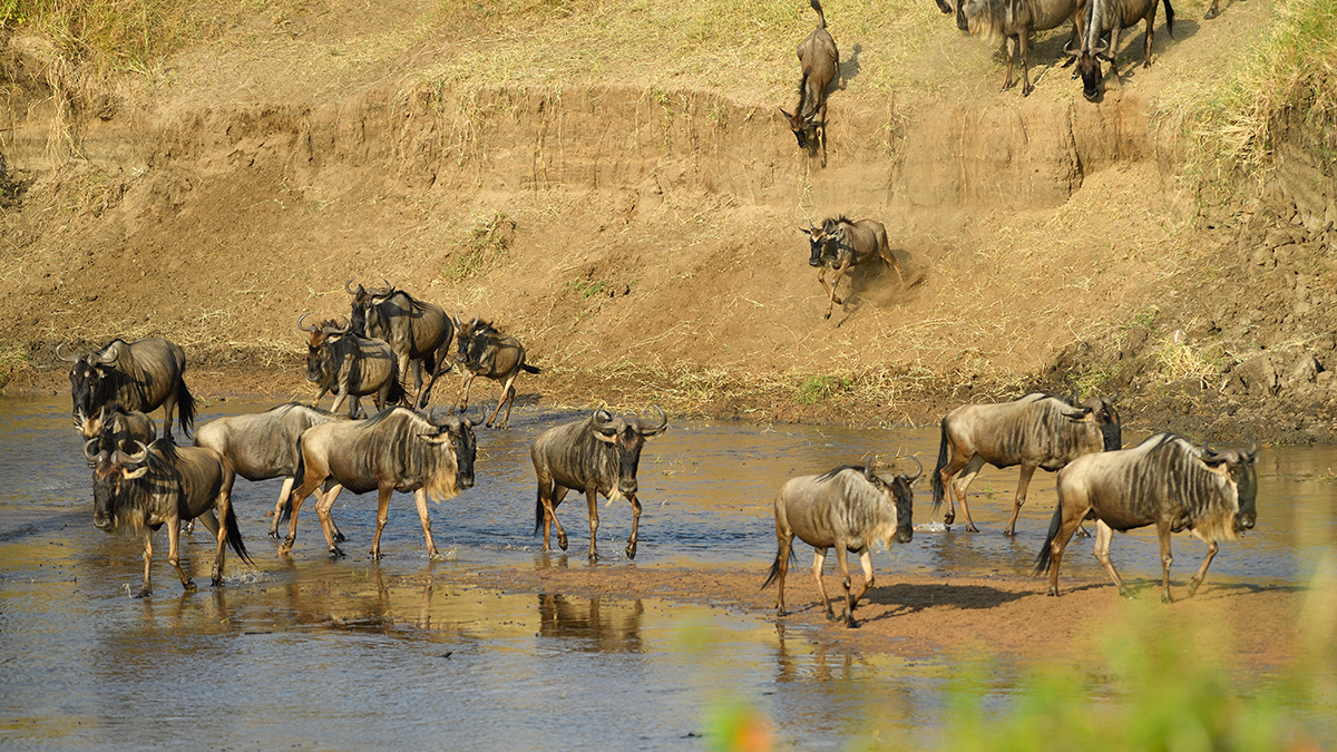 _5RG0112_20180724_082058_2265Masai Mara 2018_3239Masai Mara 2018-1200.jpg