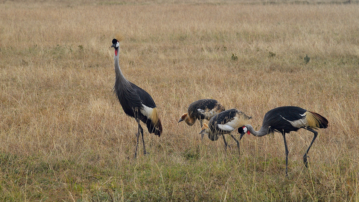_5RG0158_20180728_143953_4458Masai Mara 2018_7166Masai Mara 2018.jpg
