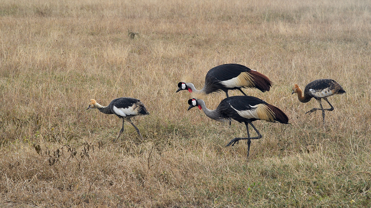 _5RG0164_20180728_144007_4459Masai Mara 2018_7167Masai Mara 2018.jpg