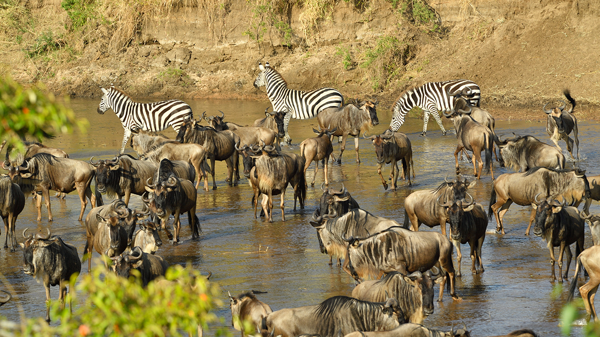_5RG0224_20180724_082737_2266Masai Mara 2018_3240Masai Mara 2018-1200.jpg