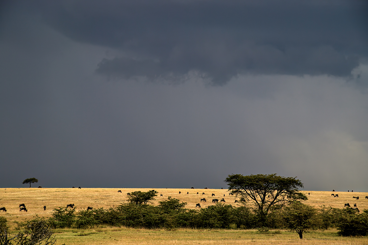 _5RG0252_20180728_170211_4462Masai Mara 2018_7170Masai Mara 2018.jpg