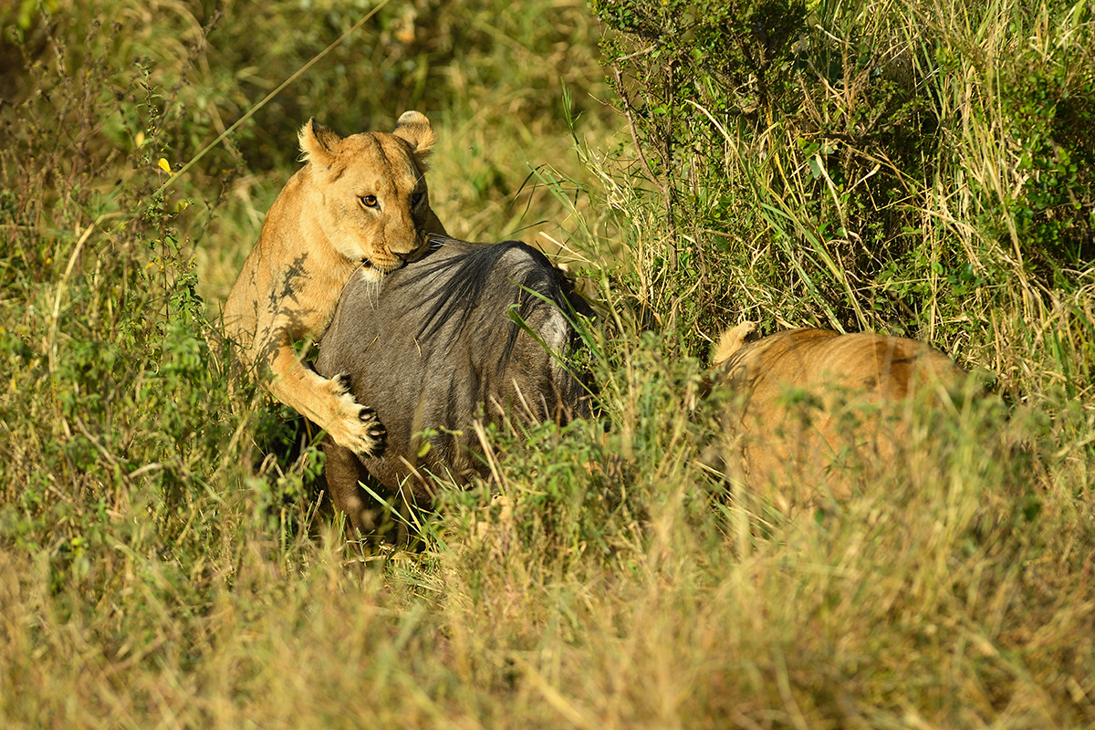 _5RG0274_20180724_083020_2268Masai Mara 2018_3242Masai Mara 2018-1200.jpg
