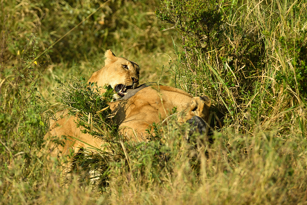 _5RG0288_20180724_083027_2269Masai Mara 2018_3243Masai Mara 2018-1200.jpg