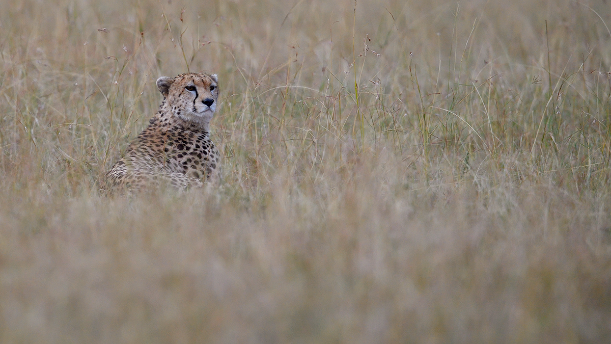 _5RG0293_20180728_174005_4466Masai Mara 2018_7174Masai Mara 2018.jpg