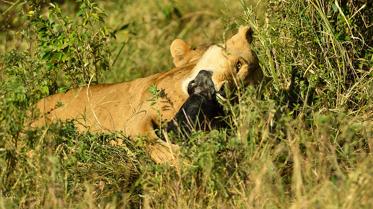 _5RG0303_20180724_083031_2270Masai Mara 2018_3244Masai Mara 2018-1200.jpg