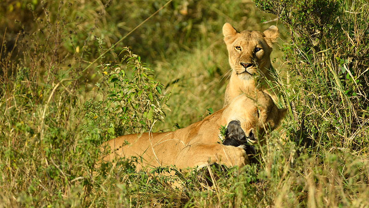 _5RG0309_20180724_083032_2271Masai Mara 2018_3245Masai Mara 2018-1200.jpg