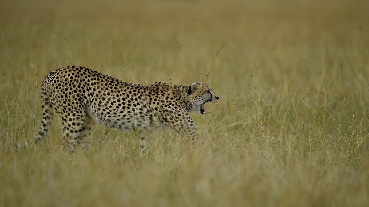 _5RG0362_20180728_175447_4472Masai Mara 2018_7180Masai Mara 2018.jpg