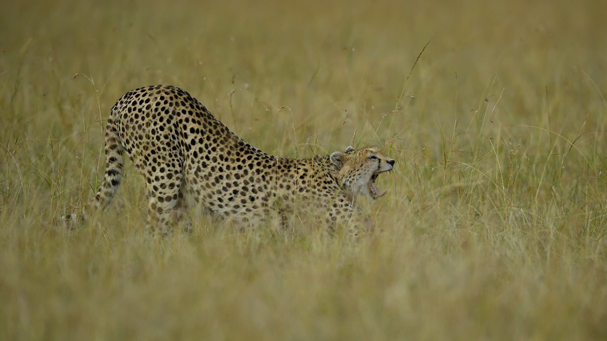 _5RG0368_20180728_175448_4475Masai Mara 2018_7183Masai Mara 2018.jpg