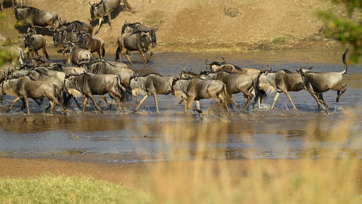 _5RG0378_20180724_084940_2272Masai Mara 2018_3246Masai Mara 2018-1200.jpg