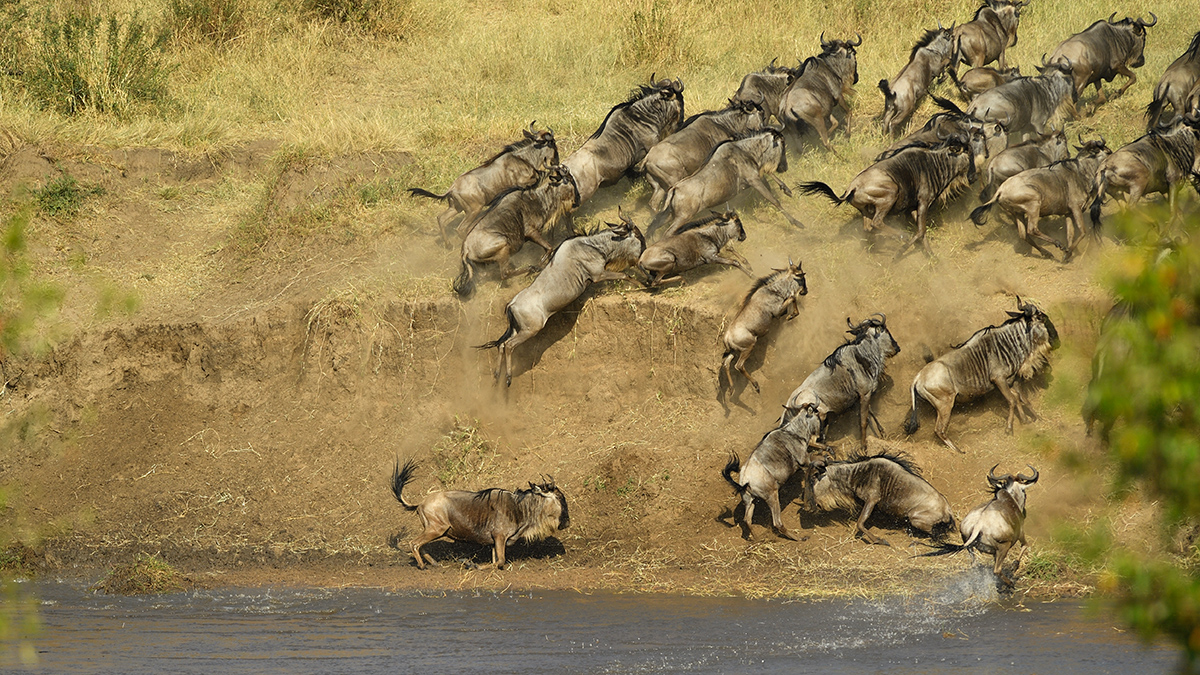 _5RG0382_20180724_085002_2274Masai Mara 2018_3248Masai Mara 2018-1200.jpg